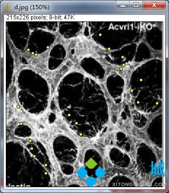 ImageJ（图像处理软件）下载